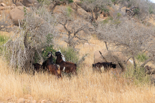 A group of Morocco Landrace Goats eating Argan tree on a mountain