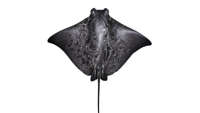 Spotted stingray with patterned skin and long tail