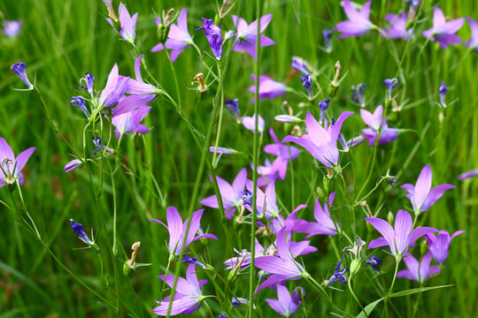 harebell (Campanula rotundifolia) with slender stems and purple bell‑shaped flowers growing among tall meadow grass in natural outdoor vegetation