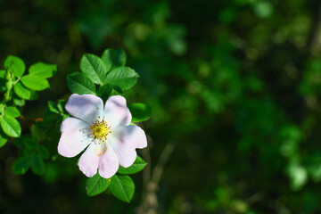 single wild dog rose flower with five light pink petals and a yellow stamen cluster © Gabriela