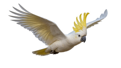 Sulphur-crested cockatoo in flight with yellow crest © Luca