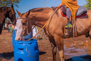 caballo bebiendo agua de un barril azul © Fernando