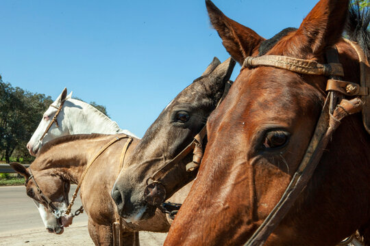 4 caballos en plano escaliando