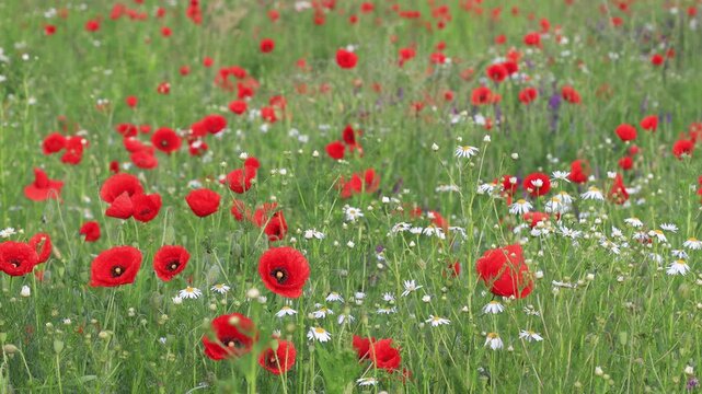 Beautiful red poppy wildflowers in full bloom, springtime or summertime natural background.