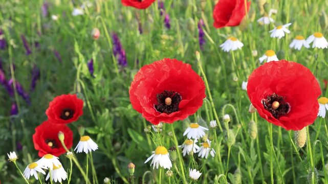 Wild poppy flowers swaying in the wind, close-up steady shot, beautiful nature background.