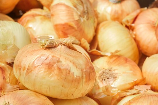 Whole, raw, yellow onions on display at a farmers market in Lewisburg, Pennsylvania, USA