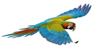 Obraz premium Blue and green macaw parrot flying with spread wings