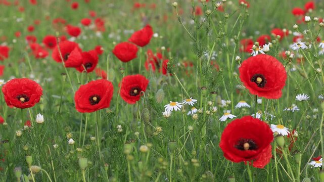 Beautiful red poppy wildflowers in full bloom, springtime or summertime natural background.