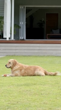 Vertical video: Lying golden dog hearing call, turning and holding ball in yard near chew toy