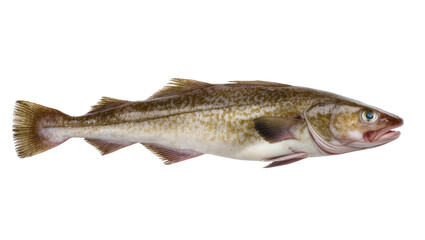 Fototapeta premium Atlantic Cod Fish Raw Seafood Protein