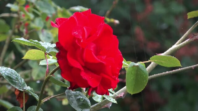 Red rose with raindrops falling in the garden