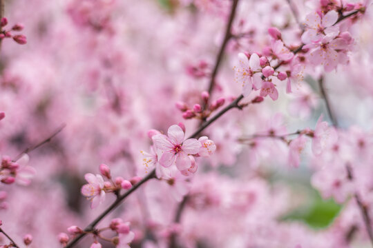 Delicate pink spring blossom branches with soft bokeh