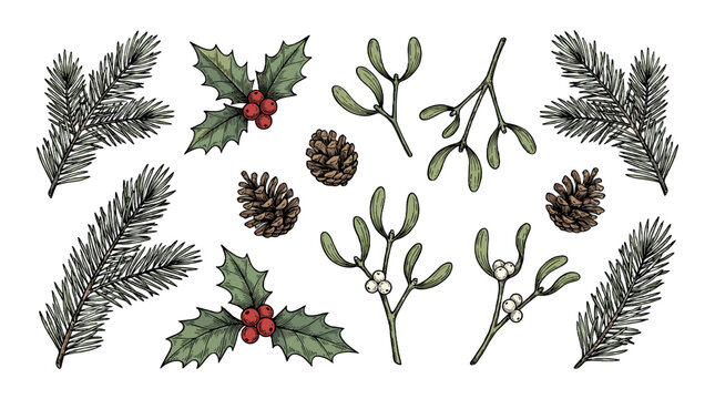 Hand drawn winter botanical set with pine, holly and mistletoe