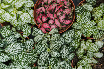 Obraz premium Assortment of vibrant fittonia plants displaying unique green and pink leaf patterns