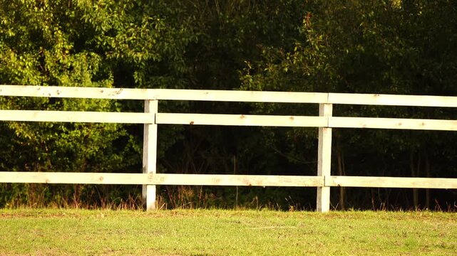 Two young girls travel on horses in background of summer green nature along wooden fence in pen.