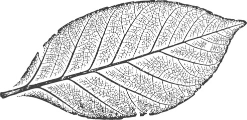 Obraz premium Detailed leaf engraving with visible veins and textured surface illustration