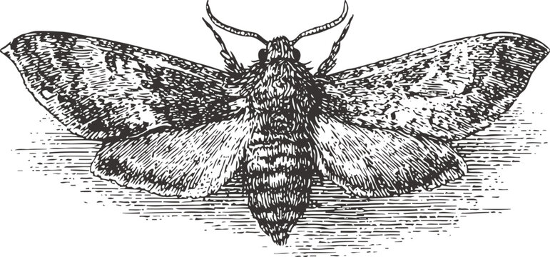 Engraving black moth illustration with detailed wings and body texture drawing