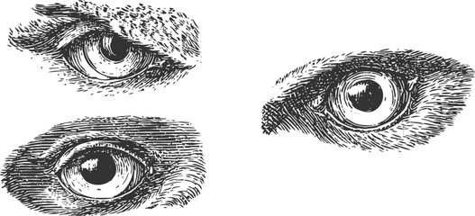 Fototapeta premium hand drawn vintage eye illustrations sketches of detailed human and animal eyes