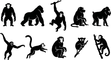 Collection of monkeys and apes in various poses and actions © SAYEDAJANNATUL