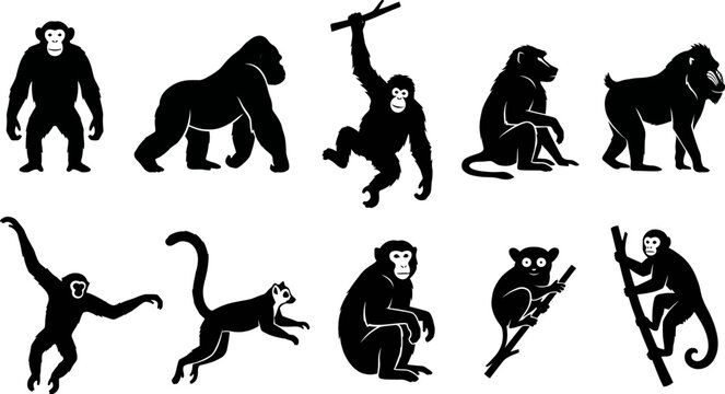 Collection of monkeys and apes in various poses and actions