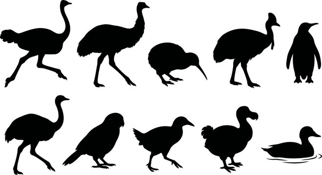 Collection of bird silhouettes including ostrich kiwi penguin and duck on white background