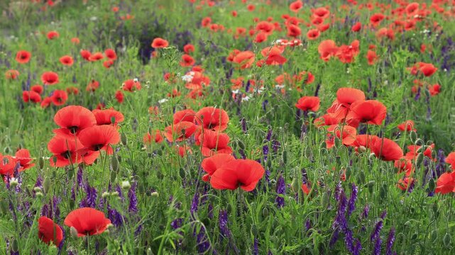 Red poppy blossoms in a green meadow, close-up detailed view, 4k stock footage.