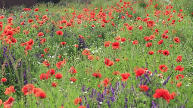 Red poppy blossoms in a green meadow, close-up detailed view, 4k stock footage.