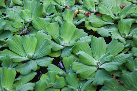Apu-apu or Kiambang water plants (Pistia stratiotes) which grow abundantly and cover the surface of the pond water