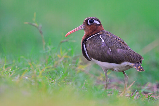 female greater painted-snipe, funny brown bird with ong pinky bills and big eyes on its camouflage head