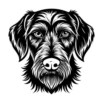 German Wirehaired Pointer