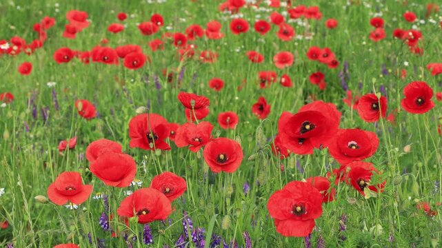 Vibrant red poppies blooming in green grass field on a bright summer day.