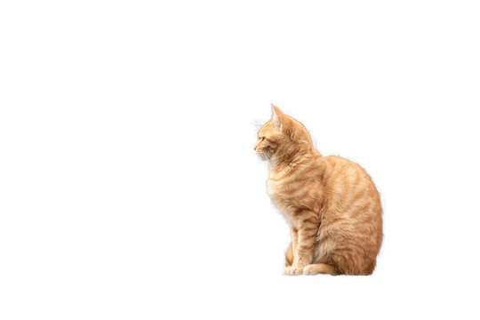 茶トラ猫」の写真素材 | 24,521件の無料イラスト画像 | Adobe Stock