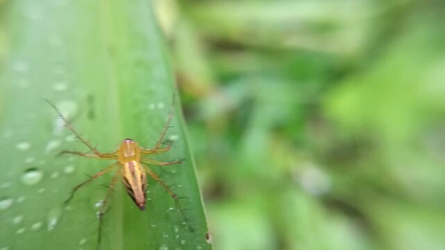lynx spider perched on a grass leaf, jumping spider hunter, predator of small insects