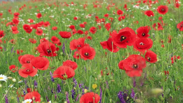 Vibrant red poppies blooming in green grass field on a bright summer day.