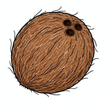Hand-Drawn Coconut Fruit Illustration Isolated on White Background