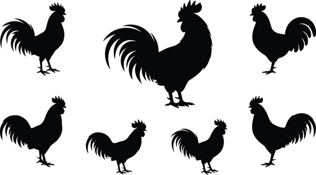 Rooster silhouettes with detailed tail feathers for farm, food, decorative, and cultural design projects
