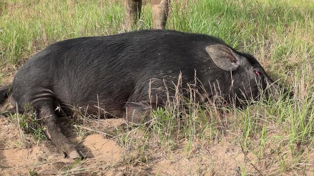 Successful Hog Hunter who killed an invasive wild boar destroying a farmer's crops in Georgia. Wild Boar (Sus scrofa) or wild pigs are a very destructive invasive species.