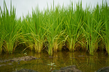 Fototapeta premium It's rice in the countryside. 