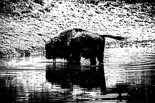 Schwarz-Wei&szlig;-Aufnahme eines Wisents im Wasser