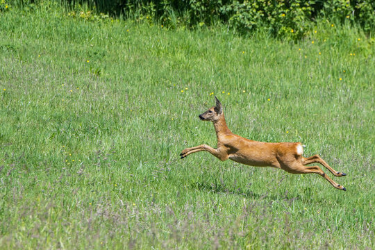 A Roe deer leaps through the air as it runs across a field of grass. British wildlife image.