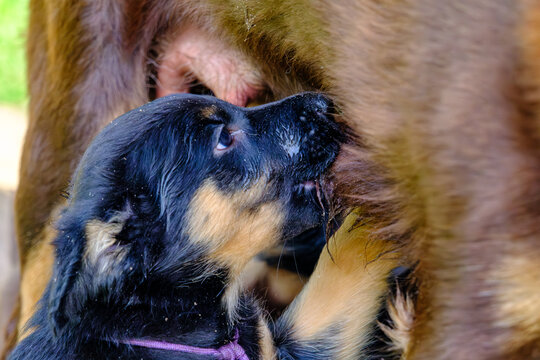 S&auml;ugender Australian Kelpie Welpe 