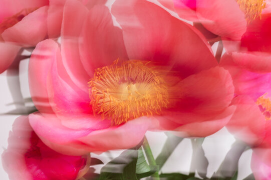 Amazing chinese pink peonies on light background. Card Concept, shot with Intentional Camera Movement for motion blur