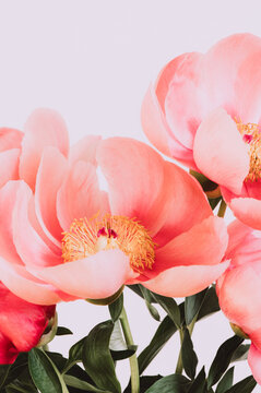 Amazing chinese pink peonies on light background. Card Concept, copy space for text