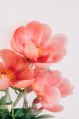 Amazing chinese pink peonies on light background. Card Concept, copy space for text, shot with Intentional Camera Movement for motion blur © manuta