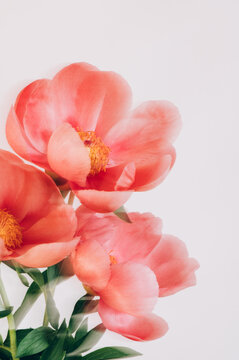 Amazing chinese pink peonies on light background. Card Concept, copy space for text, shot with Intentional Camera Movement for motion blur