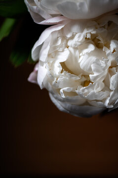 Macro shot of fresh bunch of peonies bouquet of different colors. Card Concept, gentle abstract floral background image, close up, shallow DoF