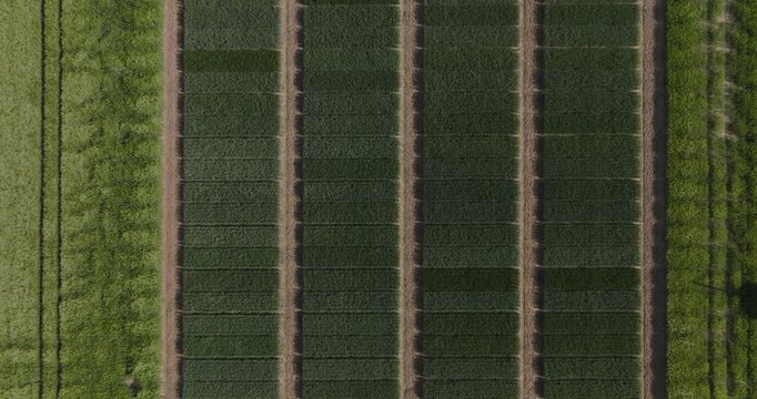 Vertical drone aerial view of experimental agricultural plots displaying visible differences in crop growth, density and vegetation color. Concept of agronomic research, crop trials, precision agricul