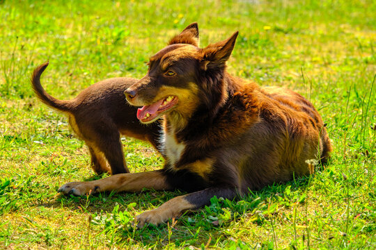 H&uuml;ndin mit spielenden Australian Kelpie Welpen 
