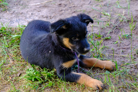 Spielende Australian Kelpie Welpen 