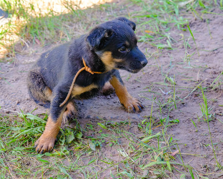 Spielende Australian Kelpie Welpen 